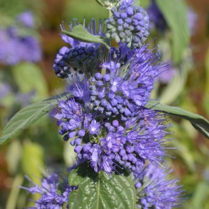 caryopteris Empire bleu 008